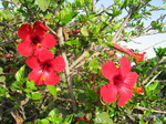 27679 Red hibiscus flowers.jpg